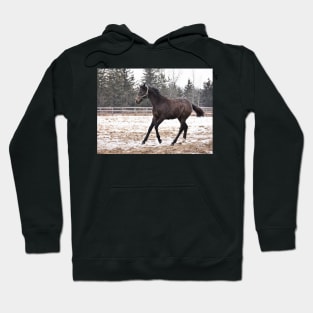 TB COLT Hoodie